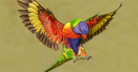 Rainbow Lorikeet Bird Facts (Trichoglossus moluccanus) | Bird Fact