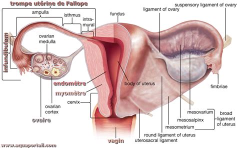 Infundibulum définition et explications