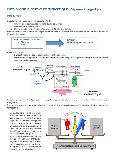 Physiologie digestive et énergétique Dépense énergétique PHYSIOLOGIE