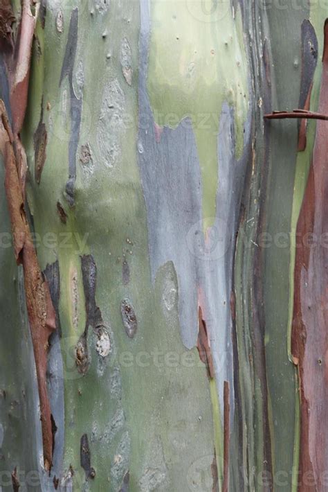 Bright Eucalyptus Bark, Colorful Eucalyptus Tree 7287935 Stock Photo at ...