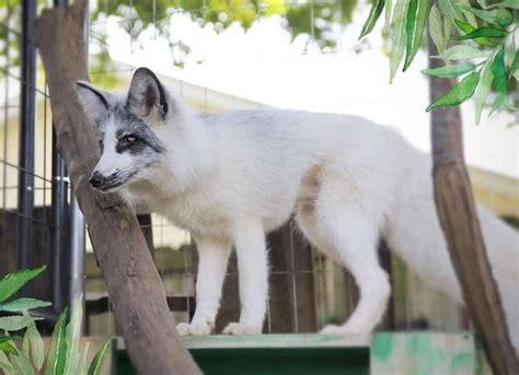 Canadian Marble Fox: Are They Considered Good Pets? | Pets Nurturing