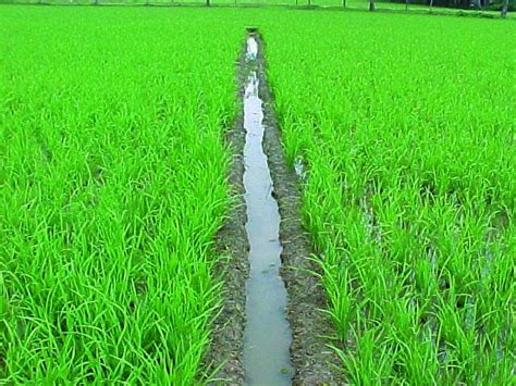 Nitrogen Excess Irri Rice Knowledge Bank Hot Sex Picture