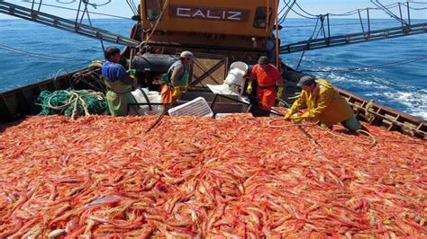 Wow Net Fishing Shrimp Catch Hundreds Of Tons Of Shrimp On The Sea