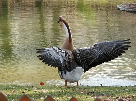 Angsa Greylag Burung Foto Gratis Di Pixabay Pixabay