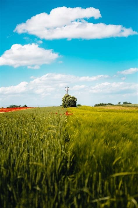 Kostenlose Bild Weizenfeld Mohn Tageslicht Gras des ländlichen