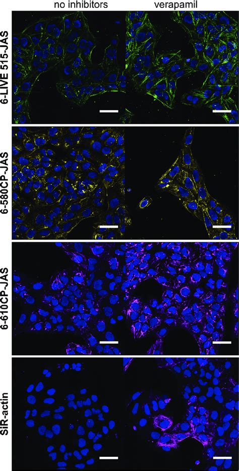 Images Of The Maximum Intensity Z Projections Of Confocal Planes