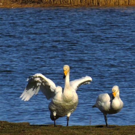 Whooper Swan Cygnus Cygnus Sångsvan Whooper Swan Cygnus Flickr