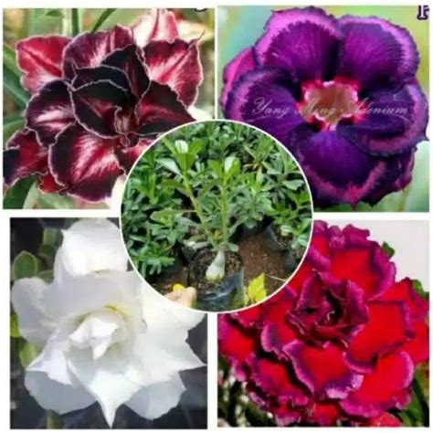 Jual Promo Paket Adenium Kamboja Jepang Bunga Tumpuk Shopee Indonesia