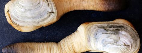 Anatomy of a Geoduck - Andrew Zimmern