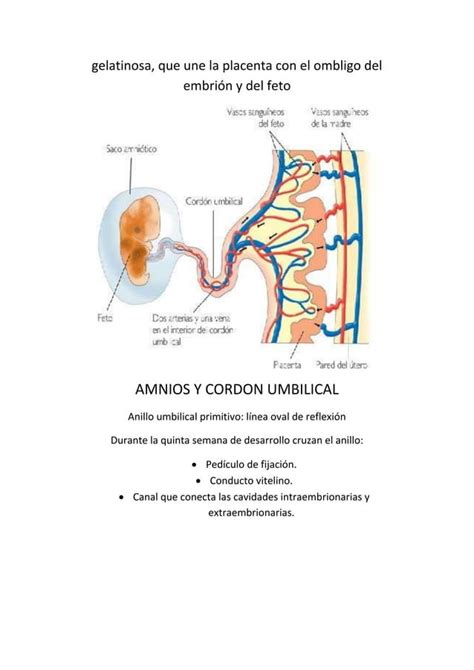 AMNIOS Y CORDON UMBILICAL En El 3 Embarazo 1 Docx