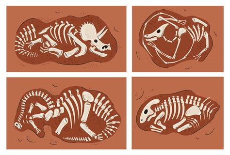 Szkielet Dinozaura Skamieniałości Kości Paleontologicznej Element