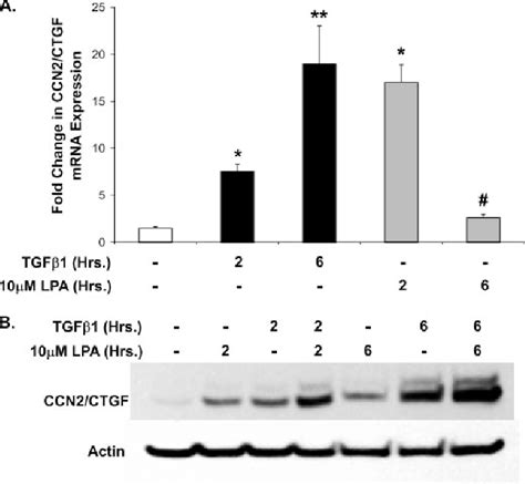 Figure 1 From Transforming Growth Factor β1 Tgfβ1 Stimulates