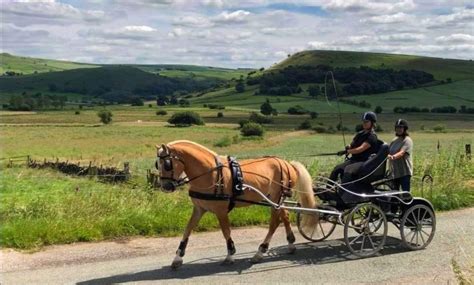 The Haflinger horse inc. breed history, where they come from, their uses...