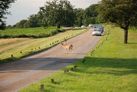 Deer Crossing stock photo. Image of post, alert, yellow - 240298