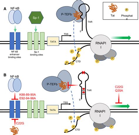 TAR Independent Functionality Is Limited By Tat Variation A Overview