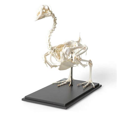 Duck Skeleton Natural Specimen Anatomy Model, Articulated on Base