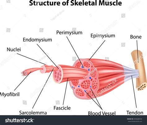 Illustration Structure Skeletal Muscle Anatomy Stock Vector (Royalty ...