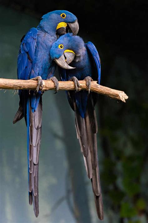 Hyacinth Macaw (facts and care) - Pets-Society