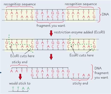 8 4 1 Recombinant DNA Technology Flashcards Quizlet