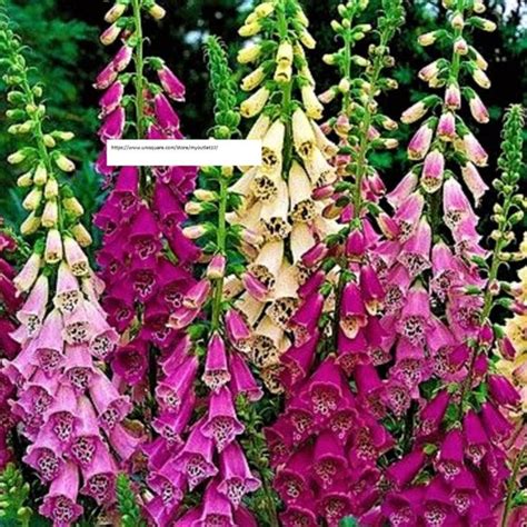 Seeds Accents Foxglove Digitalis Excelsior Mix Flower Seeds Bogo