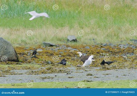 A Bald Eagle Eat Salmon, Surrounded by Crows and Gulls. Stock Image