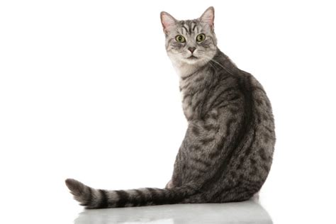 Tabby Cat Patterns - Types & Information » Petsoid