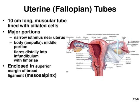 Chapter 28 Lecture Outline Ppt Download