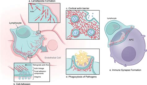 Critical Functions Of Branched Actin In Immune Cells A Sheets Of