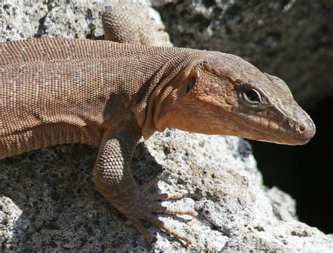 Scary Lizard In Puerto Rico Gran Canaria Scary Lizard In P Flickr