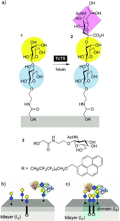 A A Sialic Acid Residue Is Transferred To Phase Separating Lac Lipid