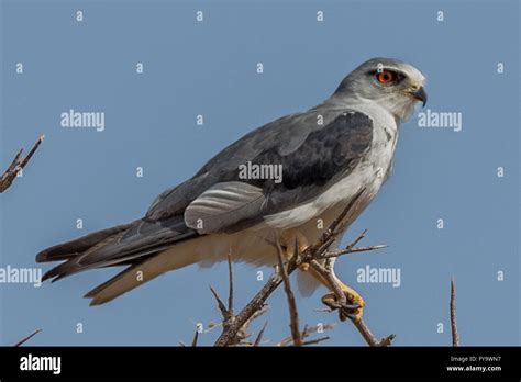 Black Shouldered Kite Aka Black Winged Kite Elanus Caeruleus Etosha