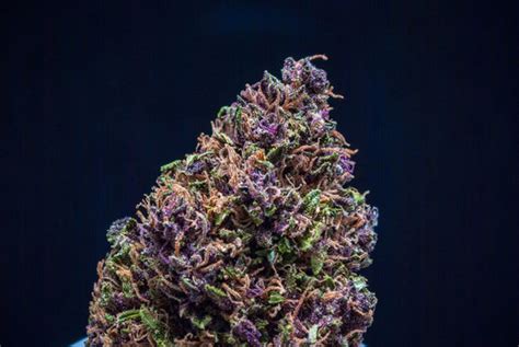 Purple Weed Buds