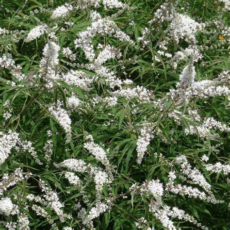 Vitex Agnus Castus Albus C Cm