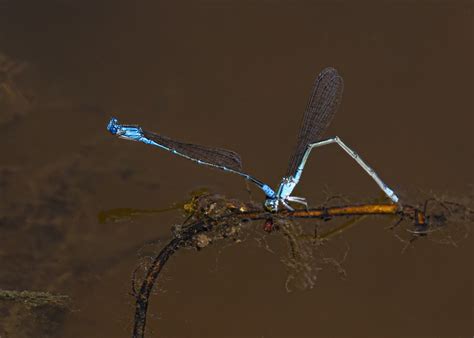 Slender Bluet damselflies | Mike Powell