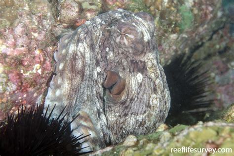 Octopus cyanea - Day Octopus | ReefLifeSurvey.com