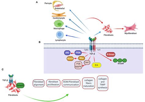 Frontiers Pivotal Role of TGF β Smad Signaling in Cardiac Fibrosis