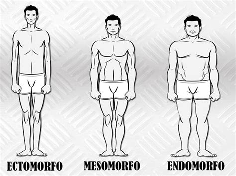 Biotipos Ectomorfo Mesomorfo Y Endomorfo La Revista In