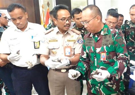 Kkp Tni Al Gagalkan Penyelundupan Labi Labi Moncong Babi Ke Vietnam