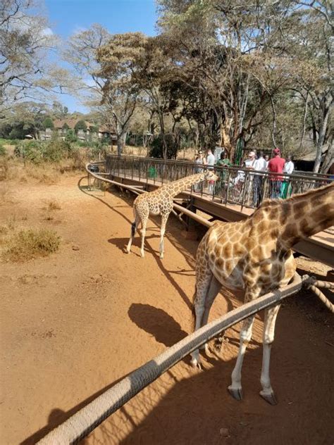 David Sheldrick Elephant Orphanage Og Giraffe Centre Tour Getyourguide