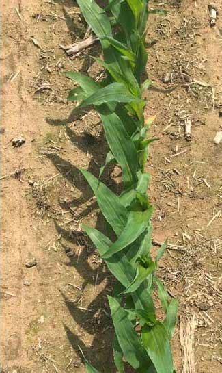 Effects of Seed Orientation at Planting on Corn Growth | Pioneer® Seeds