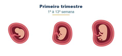 Primeiro Trimestre Da Gestação - Fases da Gestação: Guia Completo para Entender cada Etapa