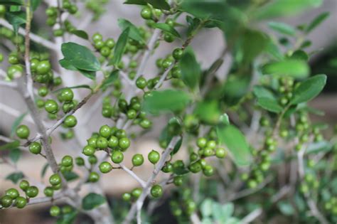 pride of houston yaupon tree