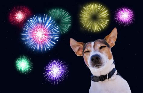 Fireworks And Dogs Training To Help Dog Anxiety Los Angeles Fun Paw Care