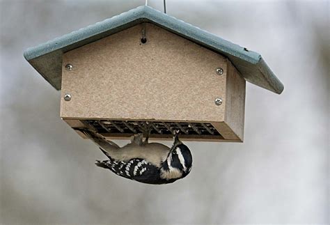 Diy How To Starling Proof Traditional Suet Feeders Birdseed