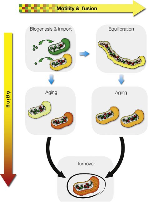 Measurement Of Mitochondrial Turnover And Life Cycle Using MitoTimer