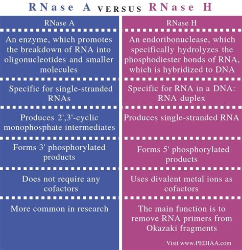 What is the Difference Between RNASE A and RNASE H - Pediaa.Com