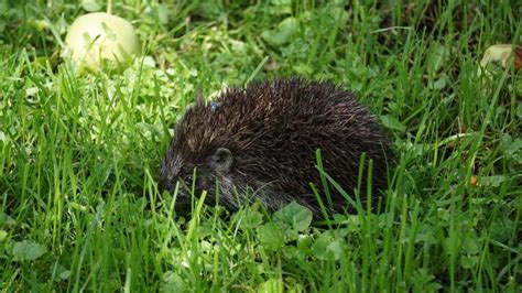 "Czech Hedgehog" Images – Browse 382 Stock Photos, Vectors, and Video ...