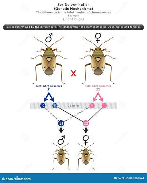 Sex Determination Genetic Mechanisms By Difference In Total Number Of