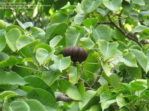 Plantfiles Pictures Possum Wood Sandbox Tree Hura Crepitans By