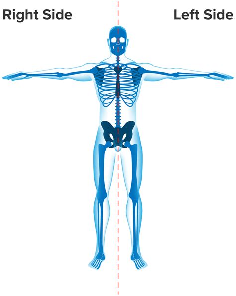 Anatomical Terminology: Positions and Sectional Anatomy Tutorial